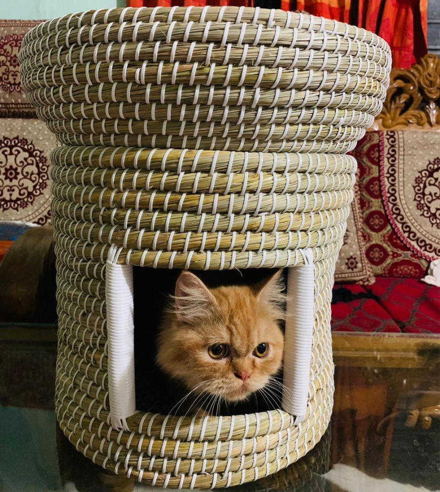 The Cat Cave